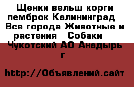 Щенки вельш корги пемброк Калининград - Все города Животные и растения » Собаки   . Чукотский АО,Анадырь г.